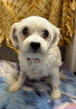 Maltese Dogs Available for Adoption in Pacolet, South Carolina - Stella Mar 26 | PetCurious