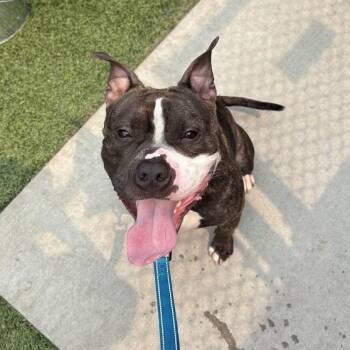 Smores -  Mixed Breed Dog for Adoption in Pittsburgh, Pennsylvania - Smores | PetCurious