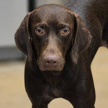 Drizella -  German Shorthaired Pointer and Mixed Breed Dog for Adoption in Wickenburg, Arizona - Drizella | PetCurious