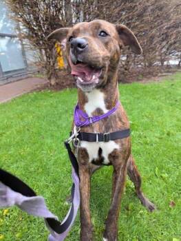 Mixed Breed Dogs Available for Adoption in Montreal, Quebec - Zipper | PetCurious