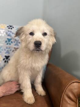 Great Pyrenees and Husky Dogs Available for Adoption - Neptune | PetCurious