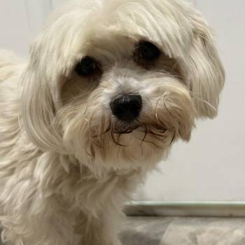 Bianca -  Maltese Dog for Adoption in Grant, Nebraska - Bianca | PetCurious