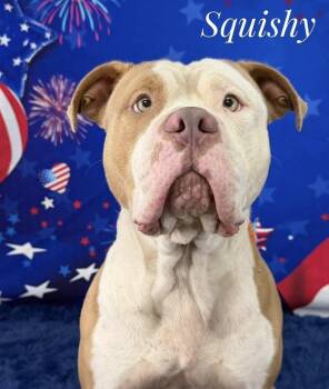 Mixed Breed Dogs Available for Adoption in Flint, Michigan - Squishy | PetCurious