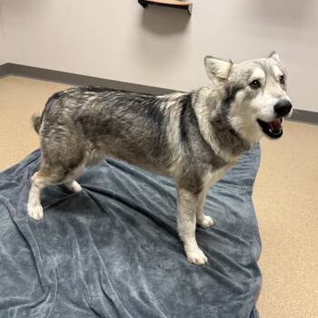 Husky Dogs Available for Adoption - Lotus | PetCurious
