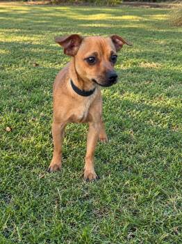 Lorenzo -  Chihuahua Dog for Adoption in Helotes, Texas - Lorenzo | PetCurious