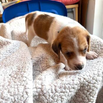 Hound and Mixed Breed Dogs Available for Adoption - Mr. Colin Bridgerton | PetCurious