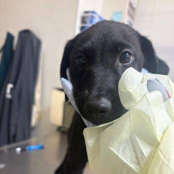 Horton the Elephant -  Poodle and Labrador Retriever Dog for Adoption in Pekin, Illinois - Horton The Elephant | PetCurious
