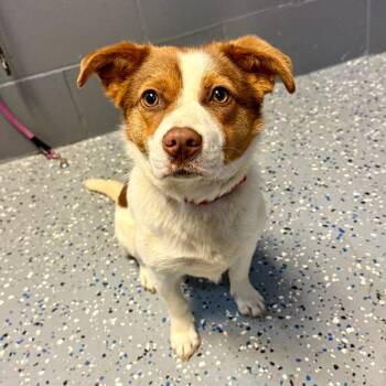 Terrier and Mixed Breed Dogs Available for Adoption in Tuscaloosa, Alabama - TUSC-Stray-84311 | PetCurious