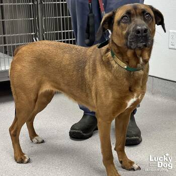 Shepherd and Labrador Retriever Dogs Available for Adoption - Gloria | PetCurious