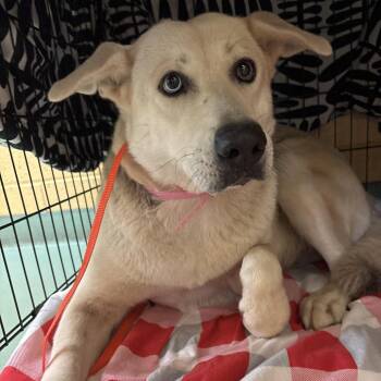Sky -  Mixed Breed Dog for Adoption in Memphis, Tennessee - Sky | PetCurious