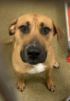 Bloodhound and Boxer Dogs Available for Adoption in Vancouver, Washington - Jasper | PetCurious