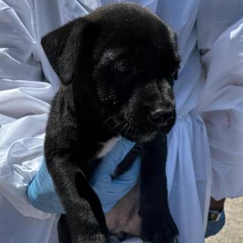 Blacky -  Shepherd and Mixed Breed Dog Available for Adoption in Edinburg, Texas - Blacky | PetCurious