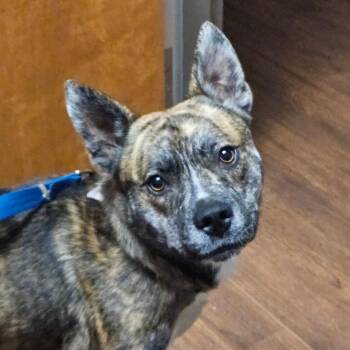 Ralph -  Mixed Breed Dog for Adoption in Wilmington, Delaware - Ralph | PetCurious