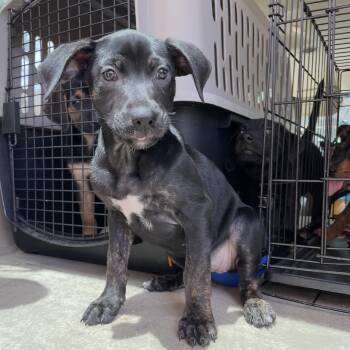 Rescue Dutch Shepherd Dogs for Adoption in Saint George, Vermont - Bailey | PetCurious