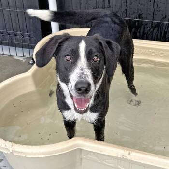 Pluto -  Mixed Breed Dog for Adoption in Hailey, Idaho - Pluto | PetCurious
