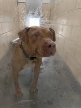 Rescue Mixed Breed Dogs for Adoption in West Chester, Pennsylvania - Tim Fka Times | PetCurious