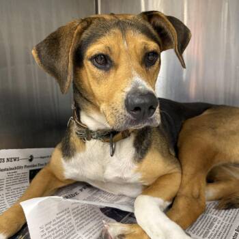Blackberry -  Beagle and Mixed Breed Dog Available for Adoption in Hattiesburg, Mississippi - Blackberry | PetCurious