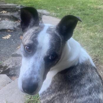Josie -  Border Collie Dog for Adoption in Bend, Oregon - Josie | PetCurious