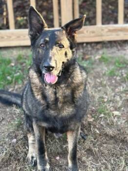 Rescue German Shepherd Dog Dogs for Adoption in Dacula, Georgia - Storm | PetCurious