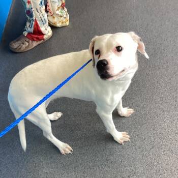Jackie -  Terrier and Mixed Breed Dog for Adoption in Montgomery, Alabama - Jackie | PetCurious
