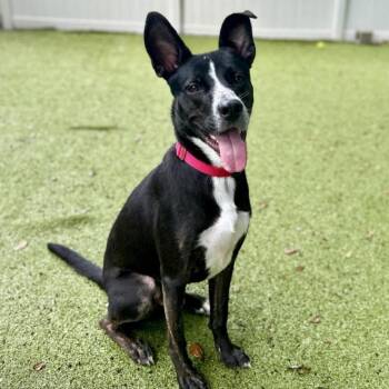 Rescue Mixed Breed Dogs for Adoption in Jupiter, Florida - Radar | PetCurious