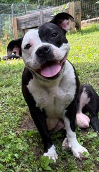 Pit Bull Terrier Dogs Available for Adoption in Little Rock, Arkansas - Mardi | PetCurious
