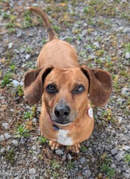 Dachshund Dogs Available for Adoption in Shelbyville, Tennessee - Henry In TN | PetCurious