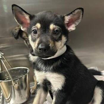 Vidia -  Mixed Breed Dog for Adoption in Knoxville, Tennessee - Vidia | PetCurious