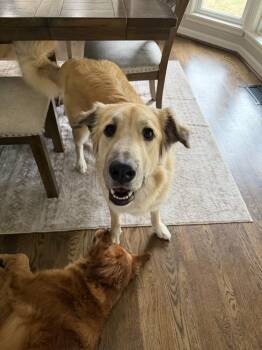 Tonya -  Golden Retriever and Shepherd Dog for Adoption in Aurora, Indiana - Tonya | PetCurious
