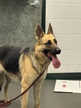 German Shepherd Dog Dogs Available for Adoption - LITTLE ROO | PetCurious