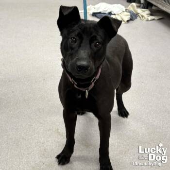 Labrador Retriever Dogs Available for Adoption - Magnus | PetCurious