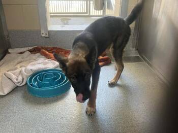 German Shepherd Dog and Mixed Breed Dogs Available for Adoption in Tustin, California - IVY | PetCurious