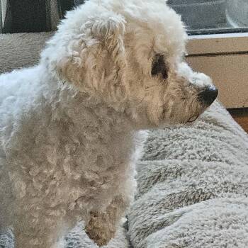 Cally -  Bichon Frise Dog for Adoption in Martinsville, Indiana - Cally | PetCurious