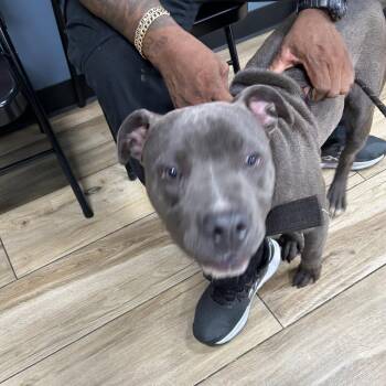 Quick Silver -  Pit Bull Terrier Dog for Adoption in Newark, New Jersey - Quick Silver | PetCurious