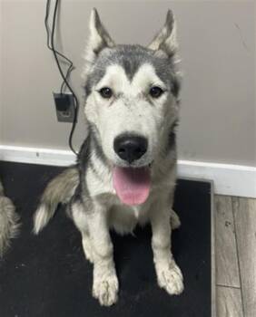 PATAGONIA -  Husky Dog for Adoption in Redlands, California - PATAGONIA | PetCurious