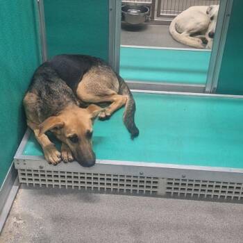 Rescue German Shepherd Dog and Mixed Breed Dogs for Adoption in Bend, Oregon - Marianne | PetCurious