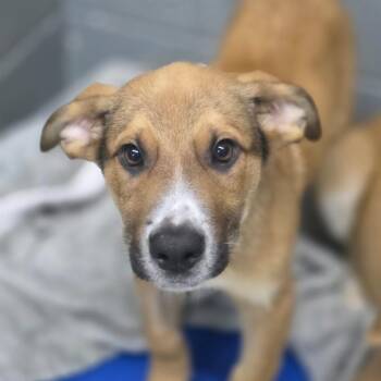Gunter -  Mixed Breed Dog for Adoption in Huntsville, Alabama - Gunter | PetCurious