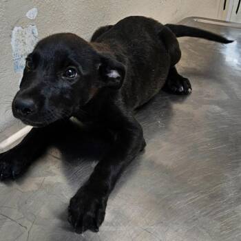 Hans(Buddy Trail Puppy 4) -  German Shepherd Dog and Australian Cattle Dog Blue Heeler Dog for Adoption in Mocksville, North Carolina - Hans(Buddy Trail Puppy 4) | PetCurious