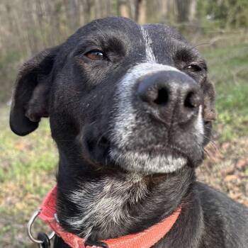 Star Summer - Good with kids, dogs and cats -  Labrador Retriever Dog for Adoption in Andover, Massachusetts - Star Summer - Good With Kids, Dogs And Cats | PetCurious