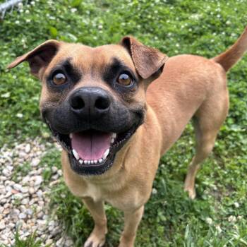 Pug Dogs Available for Adoption in Circleville, Ohio - Bubba | PetCurious