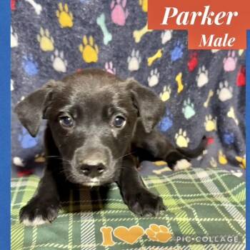 Labrador Retriever Dogs Available for Adoption - Parker | PetCurious