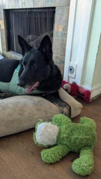 Rescue German Shepherd Dog Dogs for Adoption in Houston, Texas - Woofy : Mr. Awesome Senior Tripawd | PetCurious