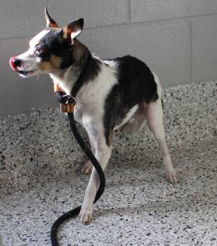 Terrier Dogs Available for Adoption - Greg (11408) | PetCurious
