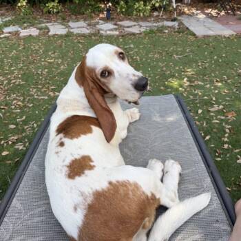 Coda -  Basset Hound Dog for Adoption in Auburndale, Florida - Coda | PetCurious