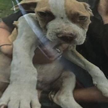 Jax -  Mixed Breed Dog for Adoption in Jupiter, Florida - Jax | PetCurious