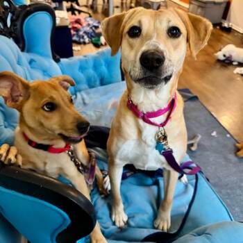 Jessie -  Mixed Breed Dog for Adoption in Chicago, Illinois - Jessie | PetCurious