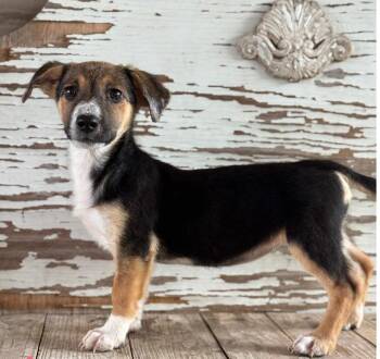 Shepherd Dogs Available for Adoption in Carrollton, Texas - Ada | PetCurious