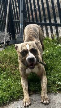 Jackie Daytona -  Pit Bull Terrier Dog for Adoption in Buffalo, New York - Jackie Daytona | PetCurious