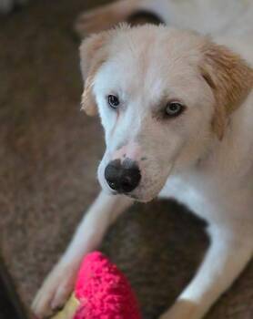 Rescue Husky Dogs for Adoption in Elkhorn, Wisconsin - OBE - One Blue Eye | PetCurious
