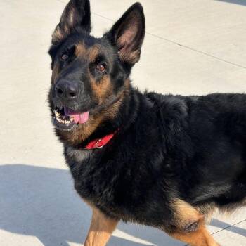 Plot Twist -  German Shepherd Dog Dog for Adoption in Matteson, Illinois - Plot Twist | PetCurious
